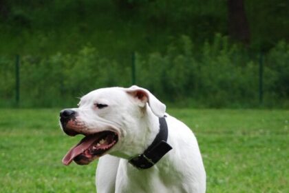 cropped-Dogo-Argentino.jpg