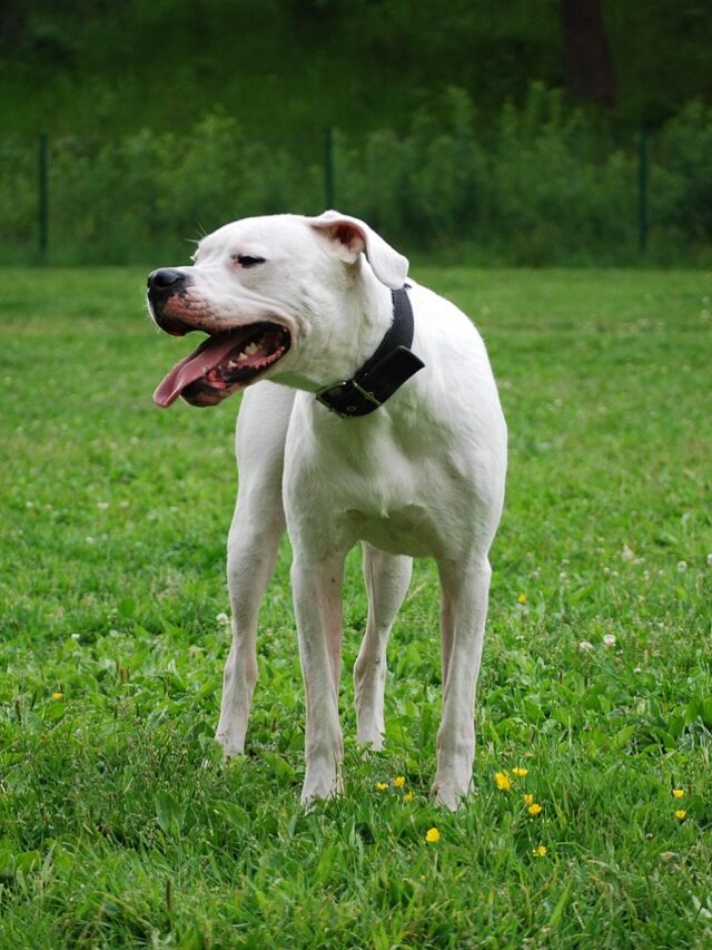 cropped-Dogo-Argentino.jpg